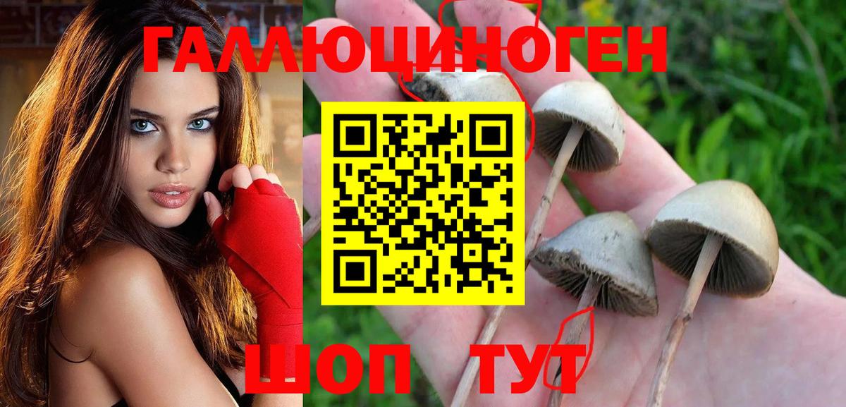 Галлюциногенные грибы Psilocybe Ачхой-Мартан